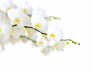 Фотообои веточка белой орхидеи 21212