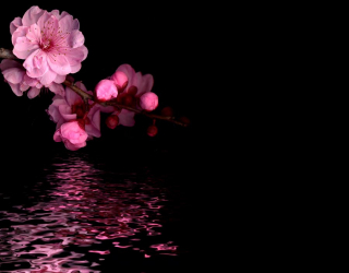 Фотошпалери Рожеві квіти персика 5703