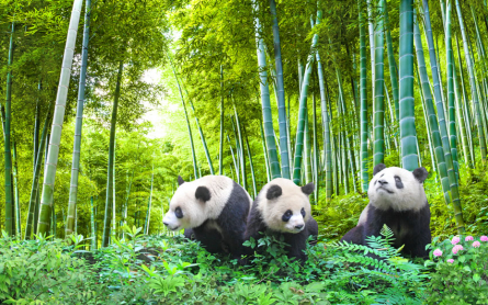 Фотообои Панды в бамбуке