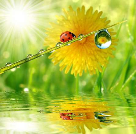 Фотошпалери божа корівка на аркушику