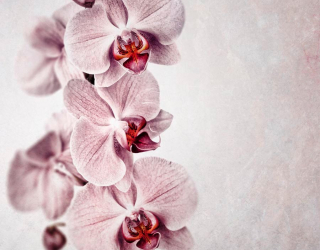 Фотообои Серенькие орхидеи 12671
