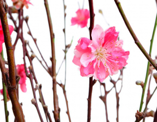 Фотошпалери Рожева квітка 4781