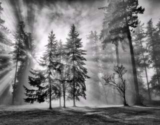 Фотообои Чб лес 26832