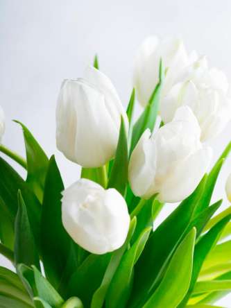 Фотообои Тюльпаны