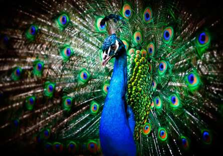 Фотообои Красавец павлин