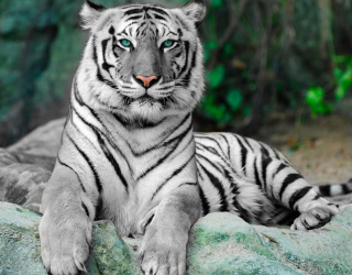 Фотошпалери Зеленоокий тигр 7783