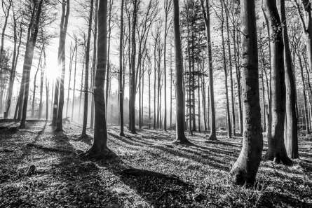 Фотошпалери сірий ліс