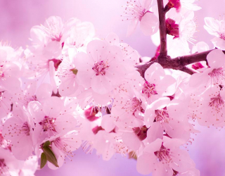 Фотошпалери Цвітіння персика навесні 7071