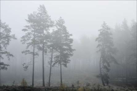 Фотообои туманный лес Фотообои туманный лес