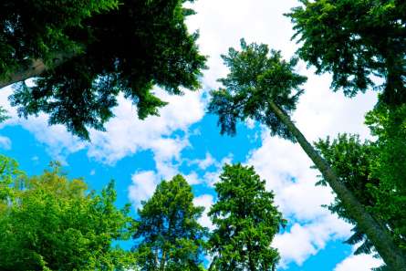 Фотообои Вид на деревья