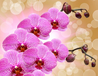 Фотообои Ярко-розовые орхидеи 3157