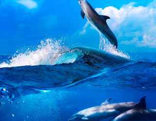 Фотошпалери Дельфіни на хвилях 9808