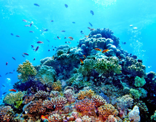 Фотообои Кораллы на дне моря 20613