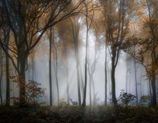 Фотообои Туманные деревья в лесу 33845