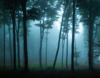 Фотообои лес, туман 27511