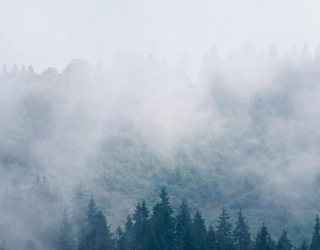 Фотообои туман в лесу 20361