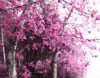 Фотообои Розовое дерево 17637