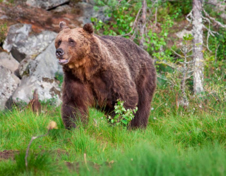Фотообои Медведь в лесу 1175