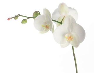 Фотообои Орхидея белоснежная распустилась 8526
