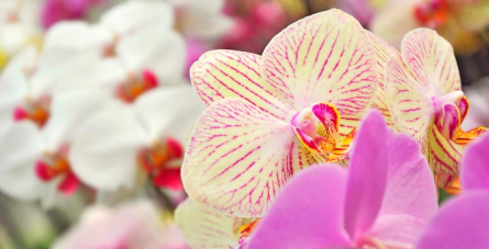 Фотообои Орхидеи в крапинку