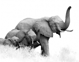 Фотообои  слоны 21111-h