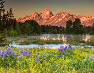 Фотообои Природа, горы, цветы 7651