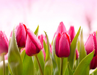 Фотошпалери Рожево-малинові тюльпани 13816