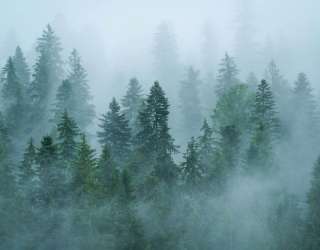 Фотообои Туман над лесом 27525