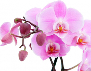 Фотообои Орхидеи на белом 3336