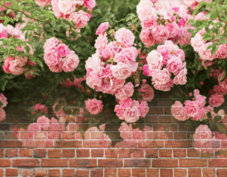 Фотообои Розы, стена 15872