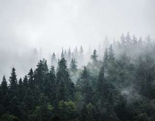 Фотообои Туманный лес 27086