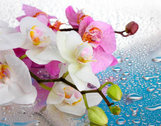 Фотошпалери Орхідеї малинові і білі 9602