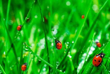 Фотообои Трава,божья коровка Фотообои Трава,божья коровка