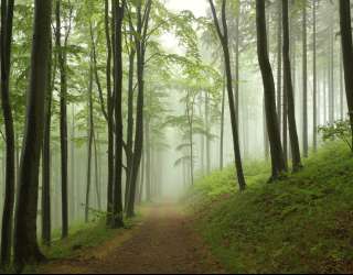 Фотообои Деревья 26273