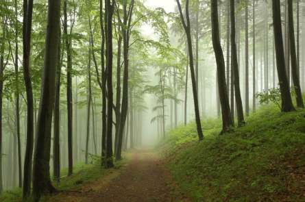 Фотообои Деревья Фотообои Деревья