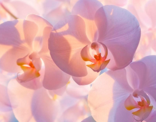 Фотошпалери Блідо-кремові орхідеї 7846
