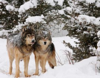 Фотообои Волки в снегу 13046