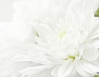 Фотообои Белые хризантемы 9662