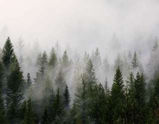 Фотообои Лес в тумане 30205