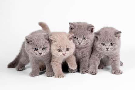 Фотообои Котята