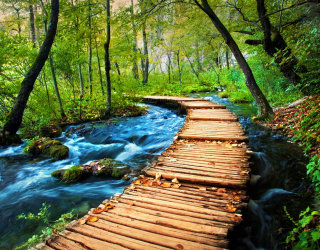 Фотообои деревянный мостик в лесу 20568