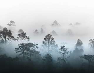 Фотообои Туманные деревья 27516