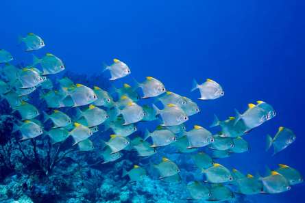 Фотообои Стая рыб Фотообои Стая рыб