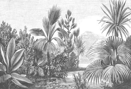 Фотообои Тропики гравюра