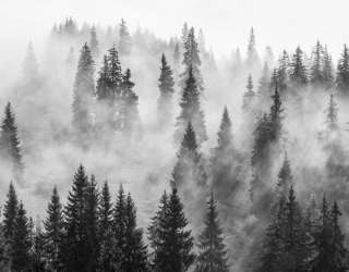 Фотообои Туманные ели 29768