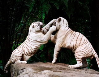 Фотошпалери Бійка білих тигрів 9845