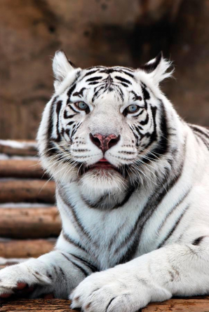 Фотообои Белый тигр