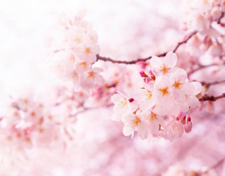 Фотообои Весной цветущая вишня 1677