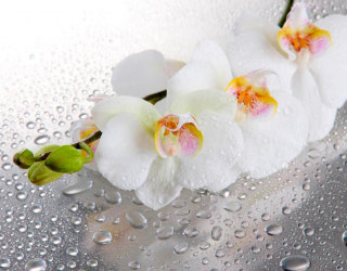 Фотообои Три белые орхидеи 9457