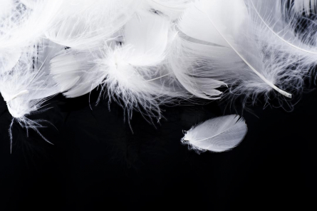 Фотообои белые перья на черном фоне